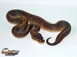 Python regius PINSTRIPE - odchov 2014